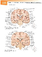 Sobotta Atlas of Human Anatomy  Head,Neck,Upper Limb Volume1 2006, page 335